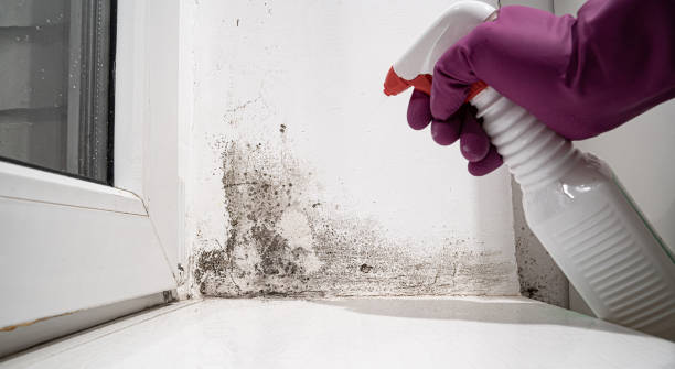 Best Sewage cleanup and water damage restoration  in Westover, WV